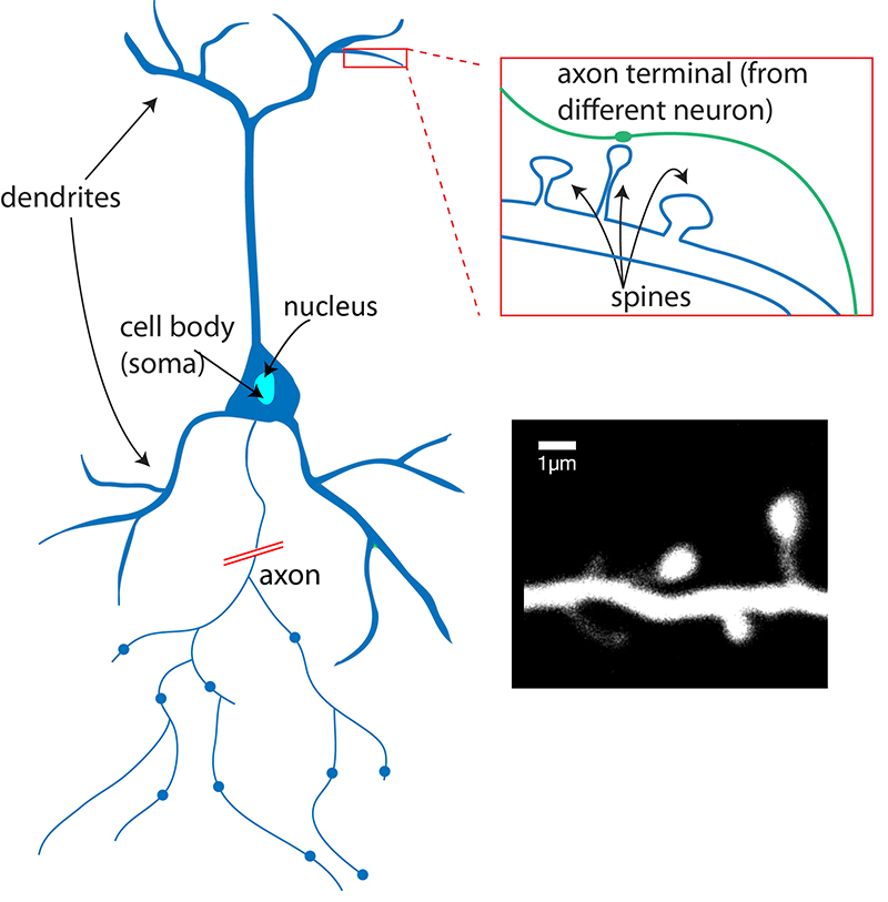 apa itu neuron, defenisi, dan cara kerjanya.