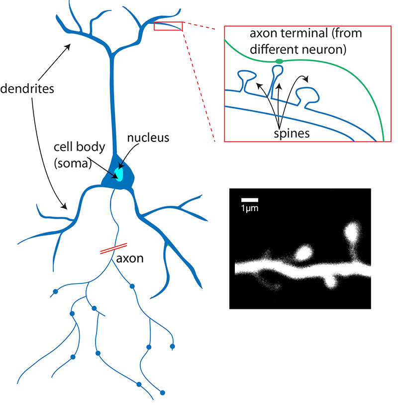 parts of a neuron anatomy