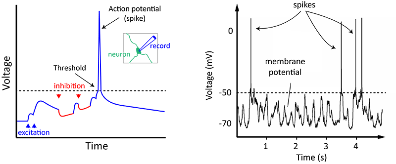 synapses firing