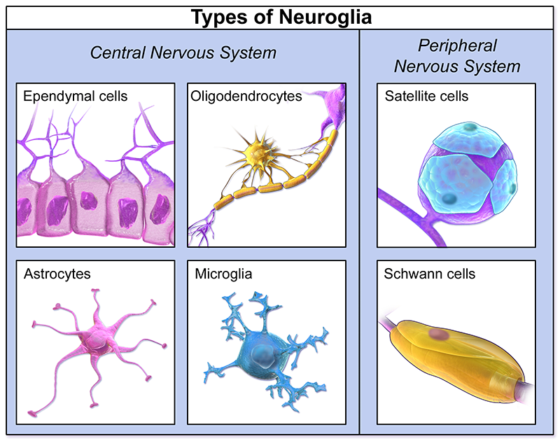 What Are Glial Cells Different Types Of Glial Cells And Its Functions ...