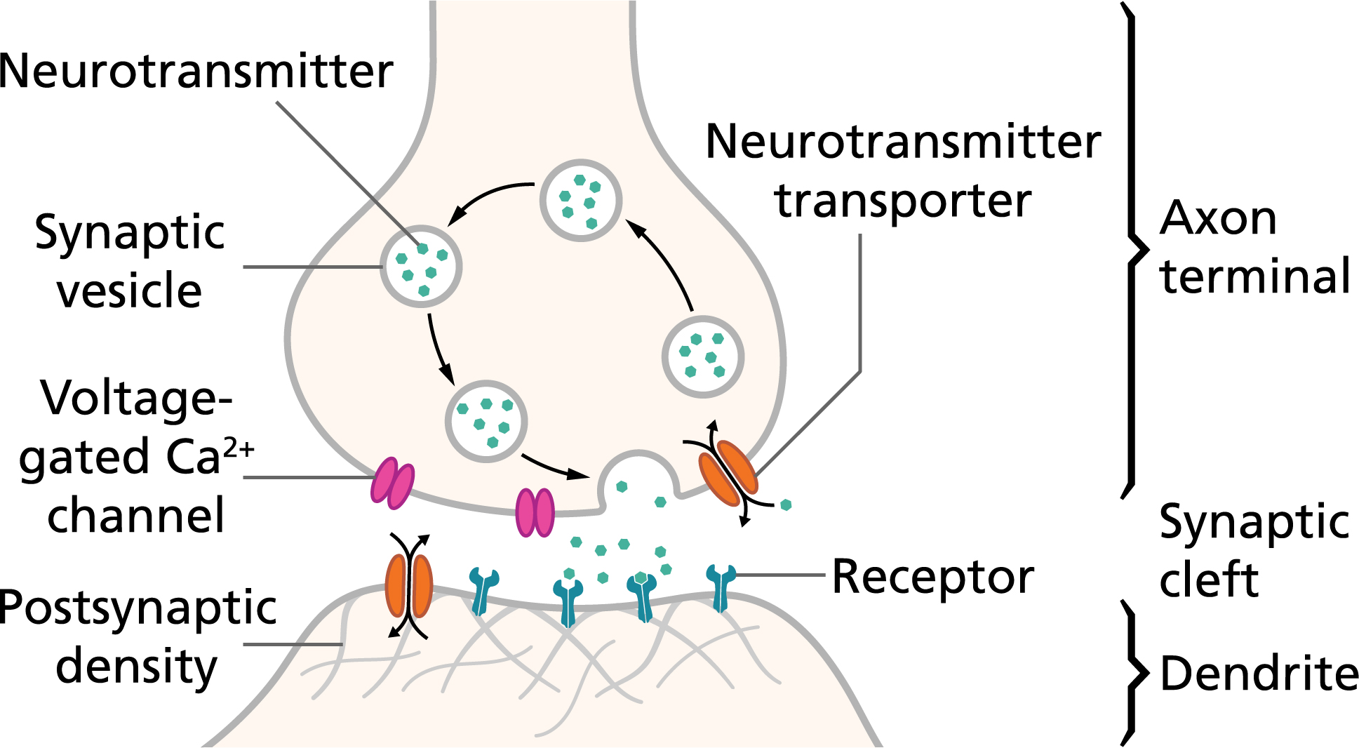 neuron dendrite axon synapse