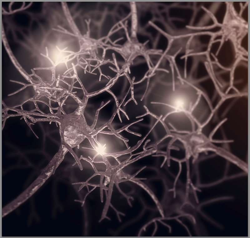 neurons and synapses