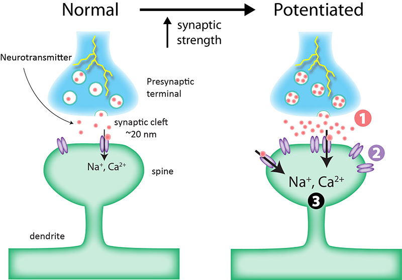 postsynaptic neurotransmitter receptors