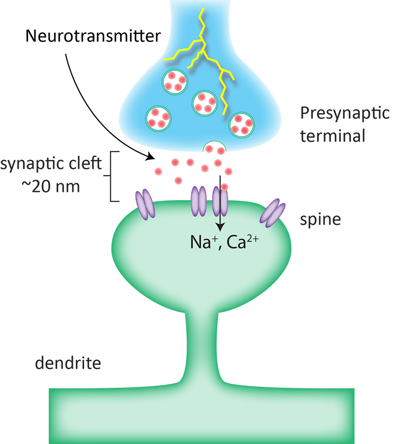 simple neuron synapse