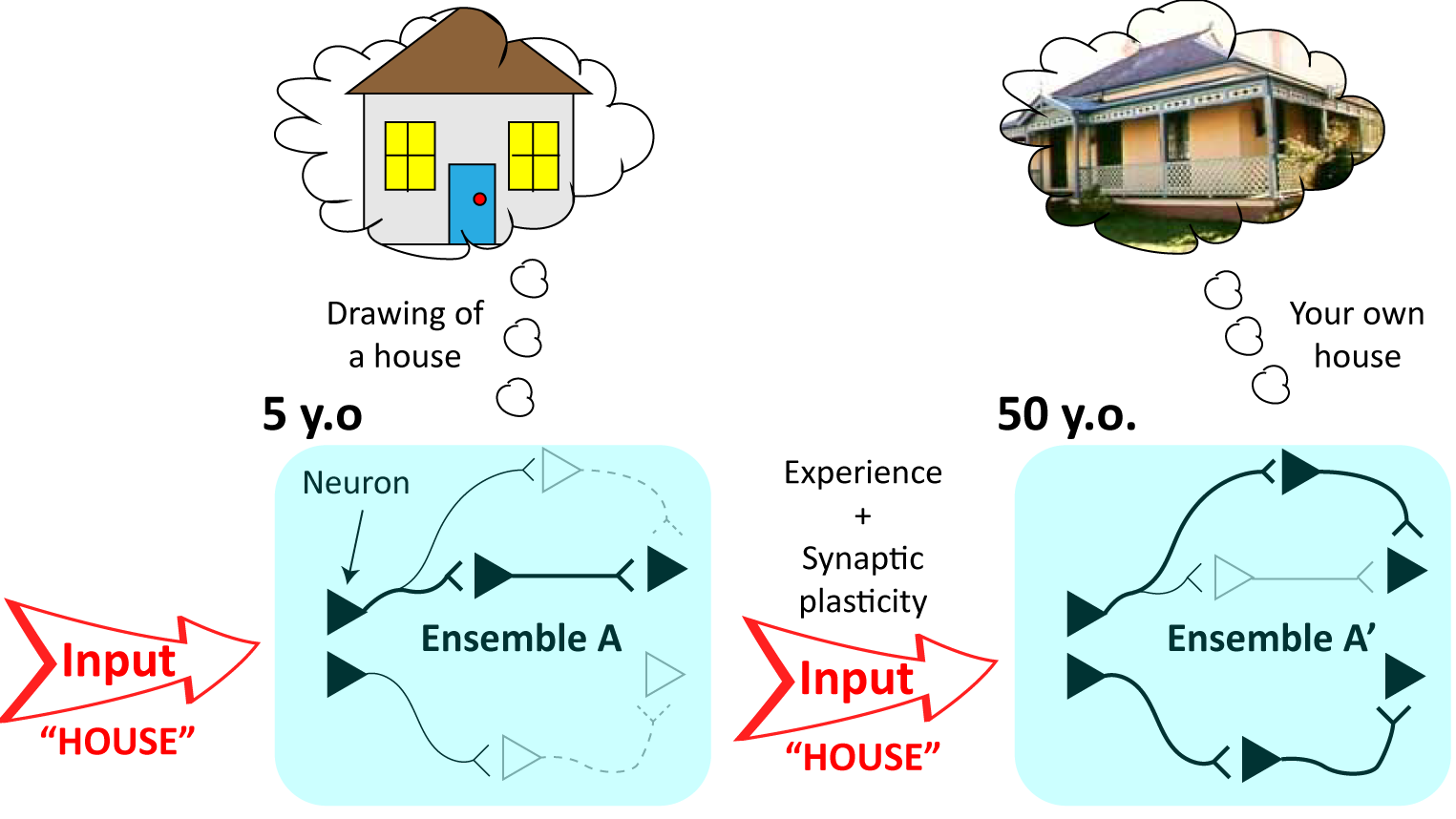 brain memory storage