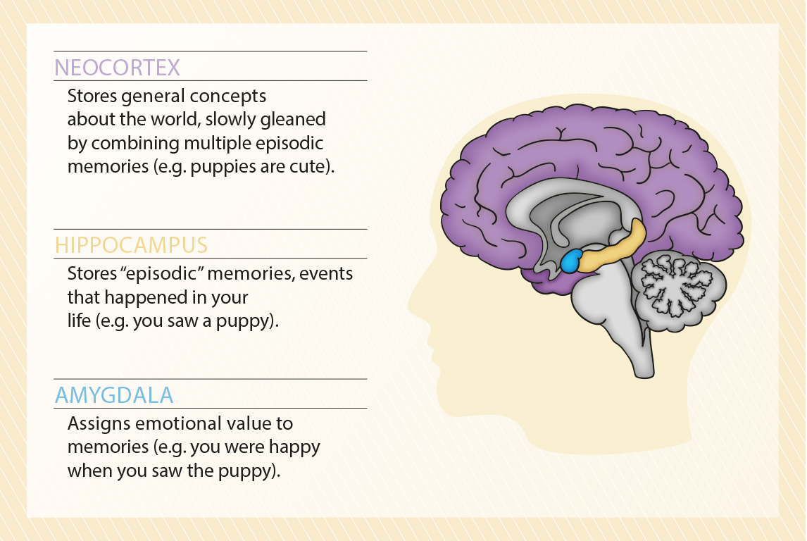 where-are-memories-stored-queensland-brain-institute-the