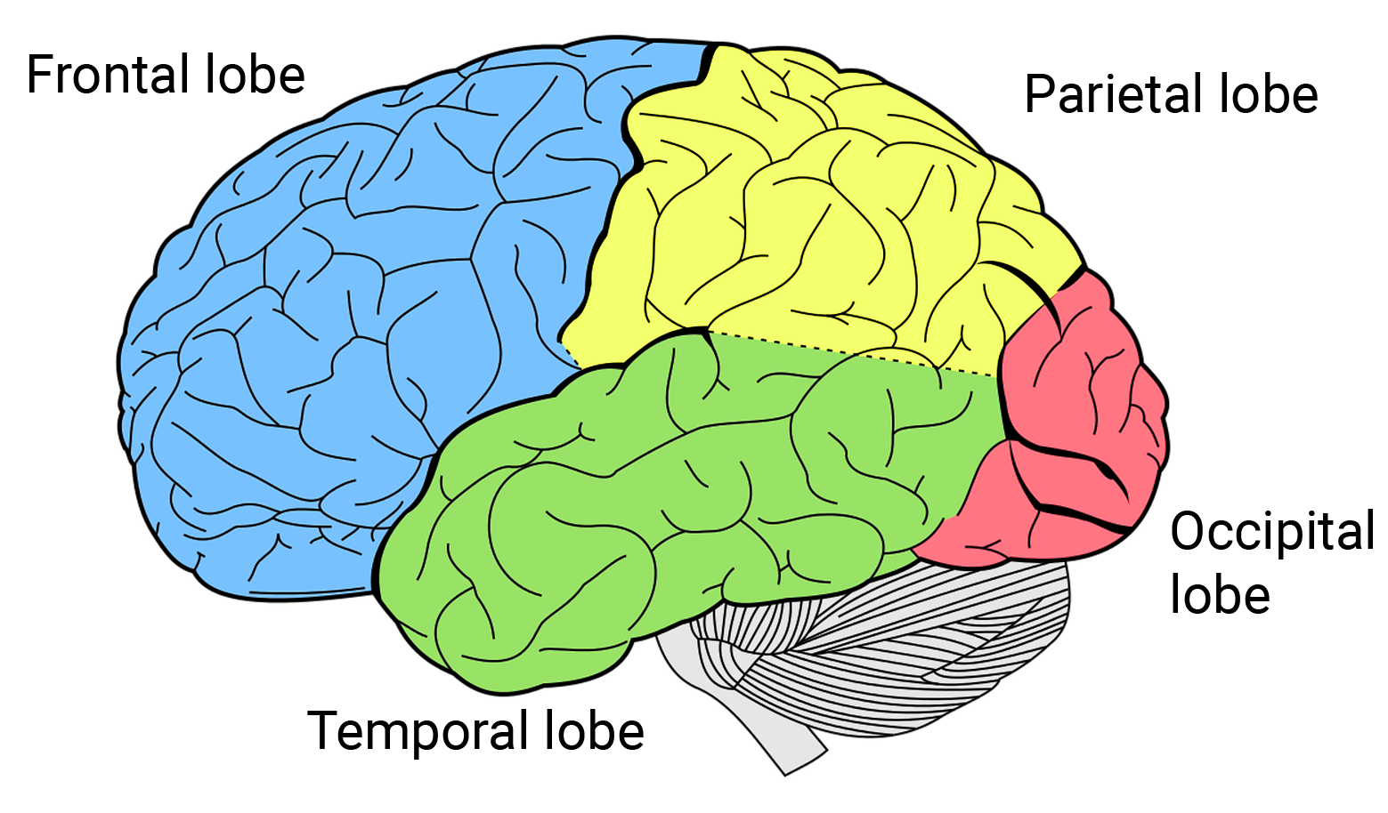 Lobes Of The Brain Queensland Brain Institute The