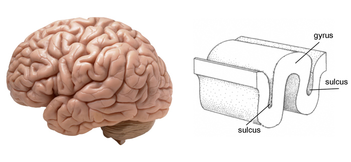 cerebral cortex blank diagram