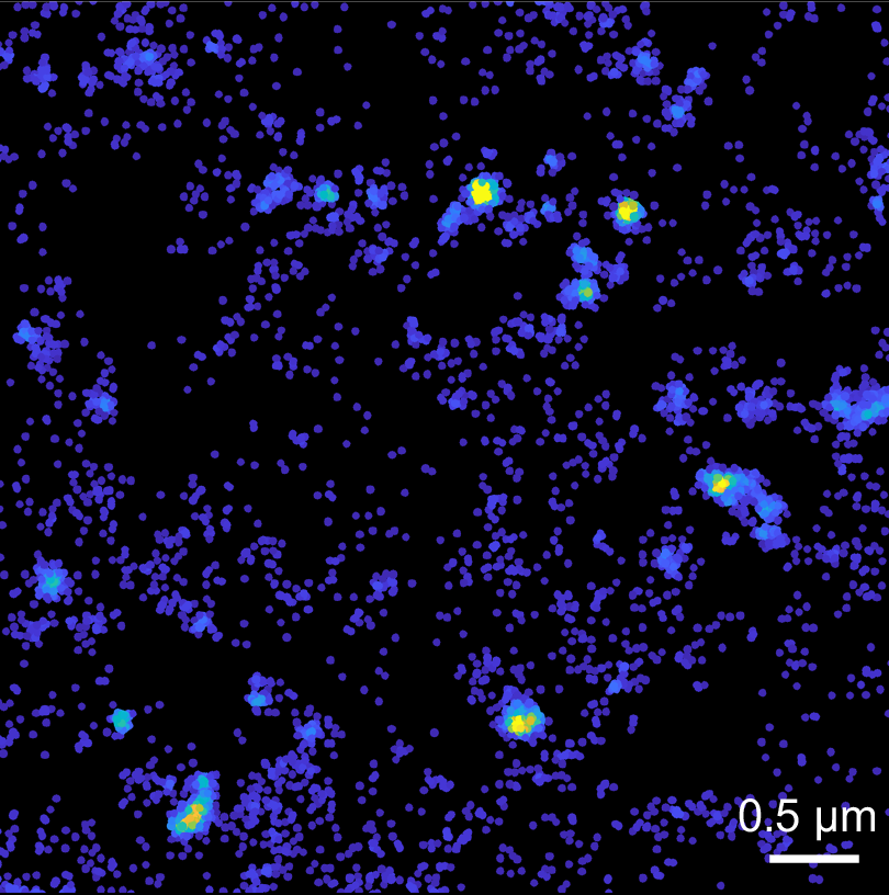 Intensity map of Tau-mEos3.2 molecules showing spatial heterogeneity in the organisation of Tau molecules.