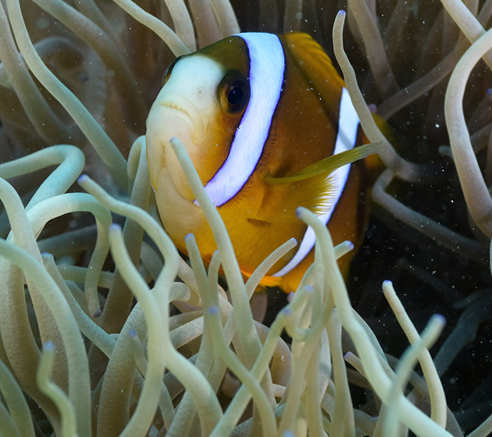 Clownfish wave the white flag with striking pattern - Queensland Brain ...