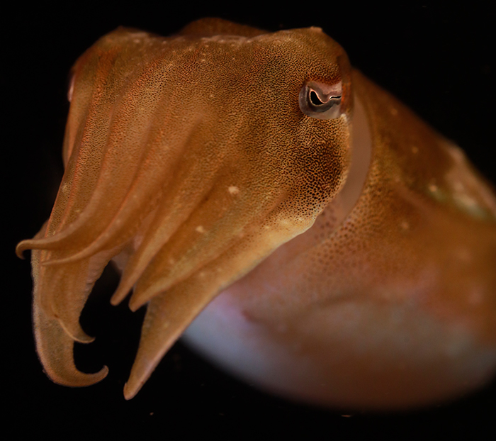 Cuttlefish Brain Cuttlefish Brain Atlas First Of Its Kind