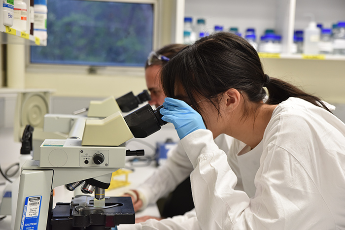 Intern looking through microscope