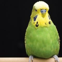 Research into how birds and bees use vision in flight is guiding the design of future autopilots and unmanned aerial vehicles.