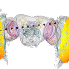 QBI researchers have shown, like humans, fruit flies may be self-aware of their actions.