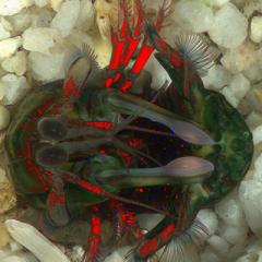 QBI researchers have uncovered an entirely new form of secret light communication used by mantis shrimp.