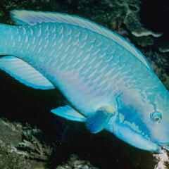 Some of the most colourful coral reef fish are sensitive to orange-red light, a new QBI study has found.