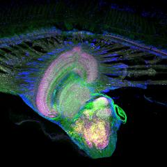 The top scientific images from QBI have been unveiled.