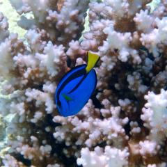 QBI researchers believe Dory, the surgeonfish made famous by Pixar's Finding Nemo and Finding Dory, may hold clues as to how fish adapt to changes in their environment.