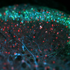 Applications for the advanced neuroscience course are open until 23 December 2016.
