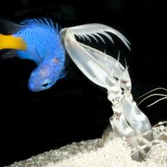 QBI research into vision in marine animals may advance cancer detection and even satellite construction.