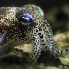 Despite being able to camouflage themselves in colourful surroundings, cuttlefish, squid and octopus are colourblind, QBI research has found.