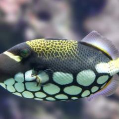 QBI researchers have established that trigger fish can see colours that humans cannot. (Image credit: Justin Marshall / QBI)