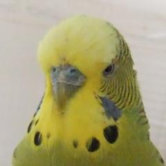 Birds avoid crashing into each other by always veering right, QBI research finds, which may aid technology to stop mid-air plane collisions.