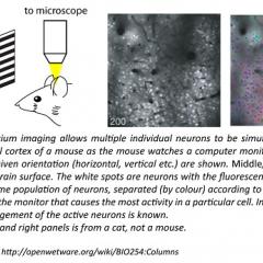 Techniques used to record brain activity in animals provide much greater detail than techniques designed for human use. 