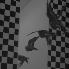 Birds have a remarkable ability to fly through complex environments with incredible speed, rarely colliding.