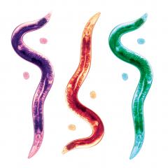 How worms can help us learn about repairing injured neurons