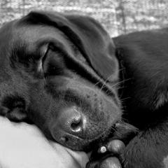 What sleeping animals can tell us about human sleep