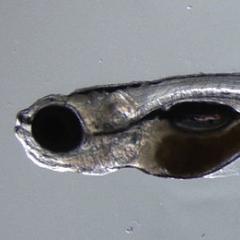 How zebrafish can help the science of neurodegeneration