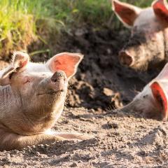 Neuralink have successfully implanted a brain-monitoring device in a pig.
