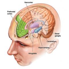 Where are memories stored in the brain