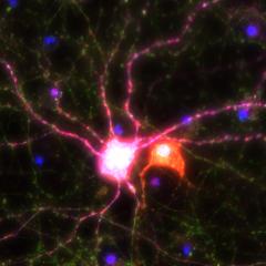 Adapting on the go:  the mysterious ways  of epigenetics