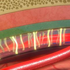 Blood-brain barrier