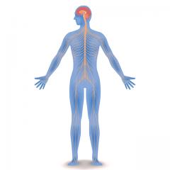 Central Nervous System: brain and spinal cord