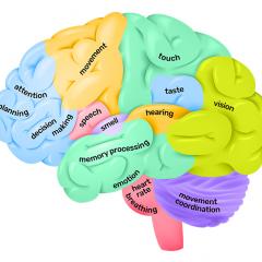 Lobes of the brain - QBI