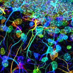 glia
