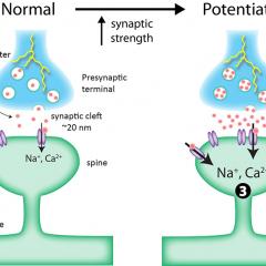 long term synaptic plasticity