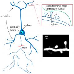 What is a neuron?