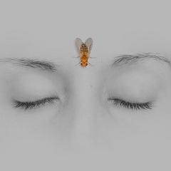 An international study on sleep and learning in flies has shown a good night’s sleep might be vital for retaining our capacity to learn and remember, with implications for the treatment of human disorders such as Alzheimer’s disease.