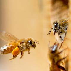 Left or right? Honeybees have a preference for flight direction