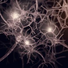 QBI scientists have discovered how tau protein causes neurons to malfunction in the brain.