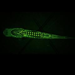 New type of twilight eye cell discovered in deep-sea fish