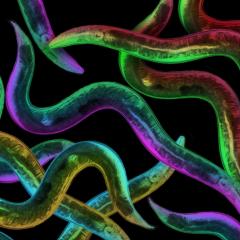 ‘Save me’ signal directs nerve injury repair