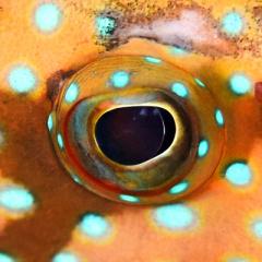 Colour vision in animals 