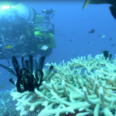 Prof Justin Marshall in a submersible with Sir David Attenborough