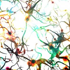 Metabolic overdrive linked to faster MND progression