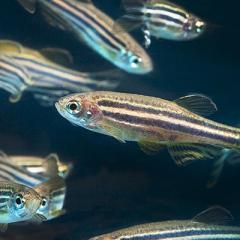 Researchers now understand more about how the zebrafish brain perceives and reacts to predators.